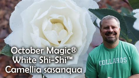 Discover the Magic of the October Shi Shi Camellia